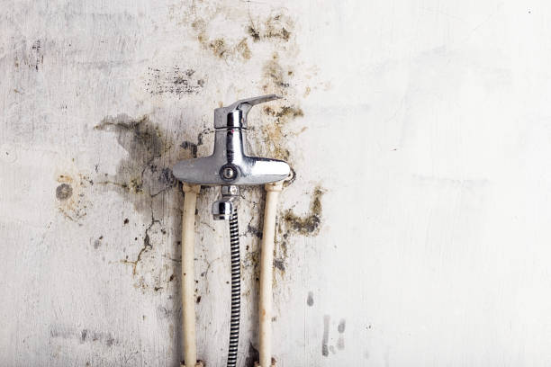 Best Professional Mold Removal  in Lmyra, PA