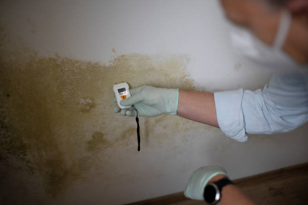 Best Mold Damage Repair  in Lmyra, PA